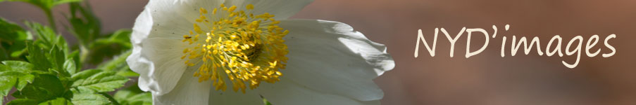 nydimages